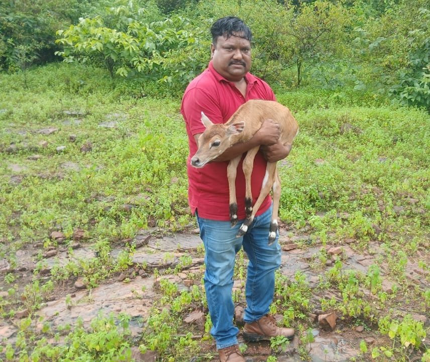 वनकर्मियों द्वारा रैपुरा में नीलगाय के बच्चे का सुरक्षित रेस्क्यू, उपचार के बाद जंगल में छोड़ा