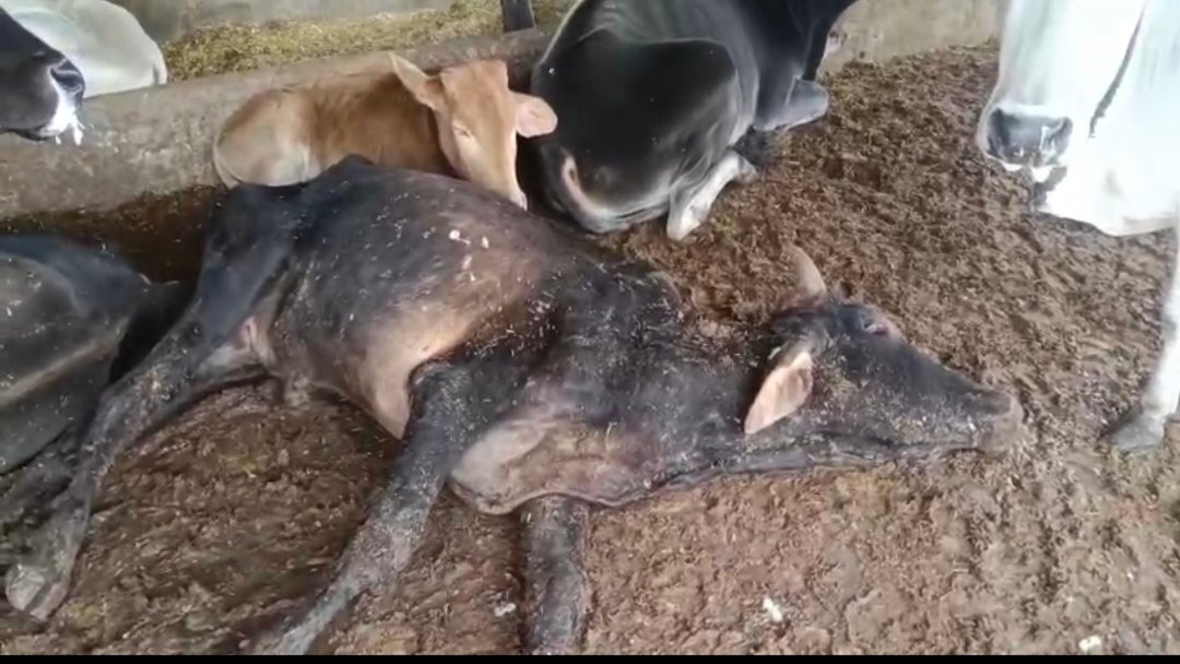 अमीरगंज गौशाला में दर्द से कराहती ‘गौमाता’: बेजुबानों की चीखों और बिछड़ी सांसों ने झकझोरा, प्रभारी संजय सोनी की भूमिका पर उठे सवाल